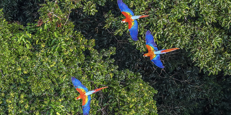 matrix education ecosystem of bird flying over a forest.